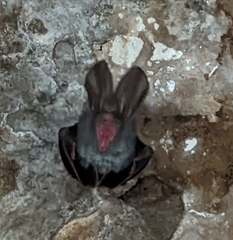 Megaderma spasma