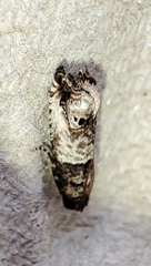 Notocelia incarnatana