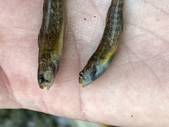 Etheostoma lepidum