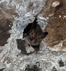 Megaderma spasma