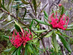 Telopea truncata