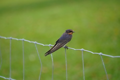 Hirundo