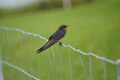 Hirundo