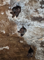 Megaderma spasma