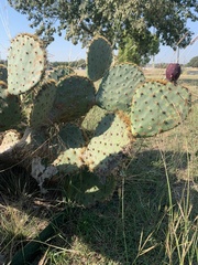 Opuntia orbiculata