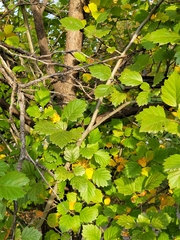 Crataegus submollis