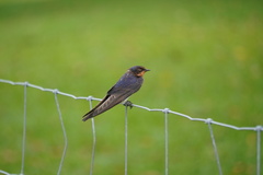 Hirundo