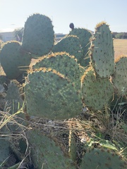 Opuntia orbiculata