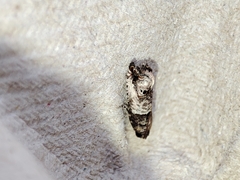 Notocelia incarnatana