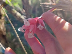 Tillandsia recurvifolia