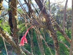 Tillandsia recurvifolia