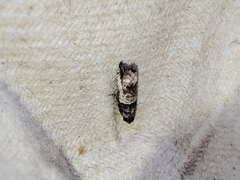 Notocelia incarnatana