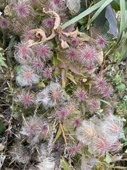 Clematis tangutica