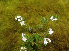 Leptospermum laevigatum