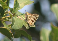 Cigaritis natalensis