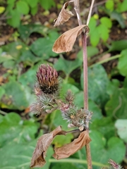 Arctium tomentosum