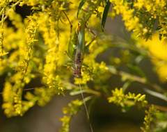 Orchelimum pulchellum