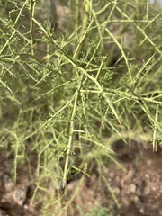 Parkinsonia