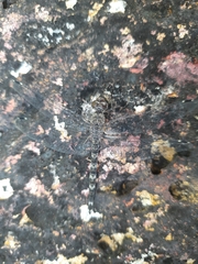 Bradinopyga geminata