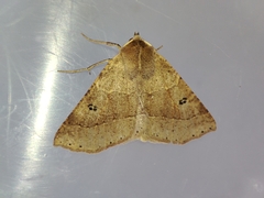 Crocallis dardoinaria