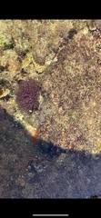 Euechinoidea