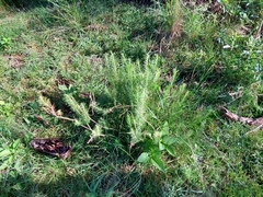Baccharis coridifolia