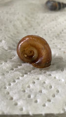 Planorbella trivolvis