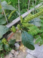 Amaranthus powellii