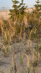 Elymus canadensis