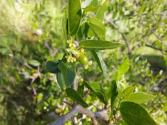 Celtis pallida