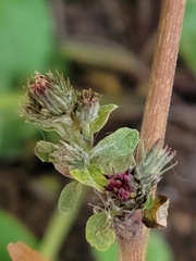 Arctium tomentosum