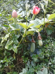 Passiflora mixta