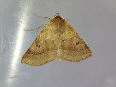 Crocallis dardoinaria