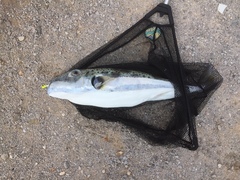 Lagocephalus sceleratus