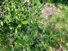Celtis pallida