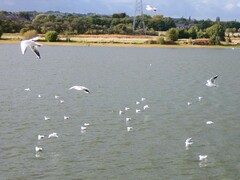 Chroicocephalus ridibundus