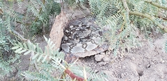 Crotalus ornatus