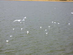 Chroicocephalus ridibundus