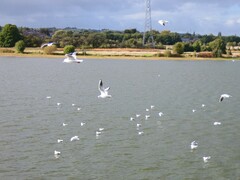 Chroicocephalus ridibundus