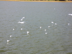 Chroicocephalus ridibundus