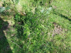 Celtis pallida