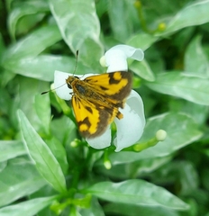 Taractrocera archias