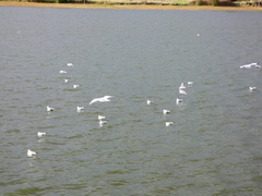 Chroicocephalus ridibundus