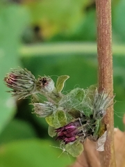 Arctium tomentosum
