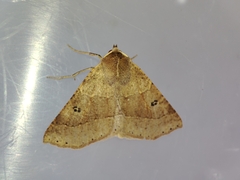 Crocallis dardoinaria