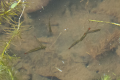 Rasbora borapetensis