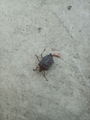 Halyomorpha halys