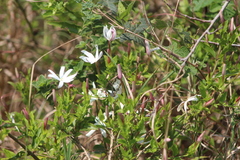 Jasminum multipartitum
