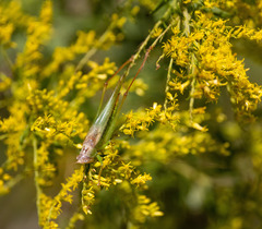 Orchelimum pulchellum