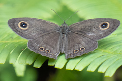 Ypthima horsfieldii humei